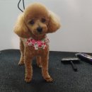 쁘띠애견미용실 이미지