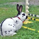 애완용 토끼 - 잉글리쉬 스포트 (English Spot) 이미지