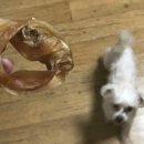 송아지 PC 이미지