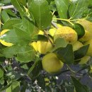 효령로 96 이미지