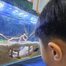 (서울/학여울)곤충 경진대회 다녀온 후기