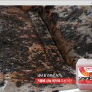 오븐곰
