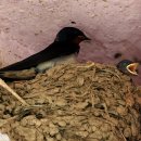 제비1리 이미지