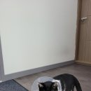 함께냥 평택점 이미지