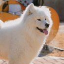 우유농장2 이미지