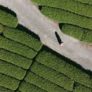 향-녹음의 계절 이미지