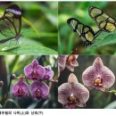 24. (자연의 선택) 왜 열대우림에는 종이 풍부한가? 보기 힘든 나비와 난초 이미지