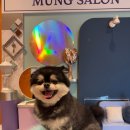 멍치원 | 광안애견호텔 관리 잘해주는 멍치원