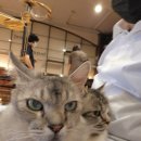 청춘 고양이 카페 이미지