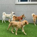 파자마독 이미지