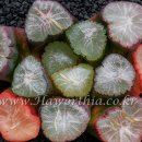 골든타워 이미지