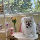 포드그루와 이미지