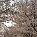 장안벚꽃길 이미지