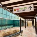어린이뮤지컬 정글북 네이버블로그