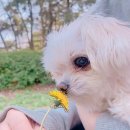 송도 아이본 동물의료센터 이미지