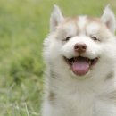 웃는강아지 이미지