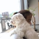 온빛동물병원 | [꽃다운내시키] 아침산책 / 정기검진 / 온빛동물병원 / 헬스케어바프생식 / 강형욱 생식 / 꽃다운스토커...