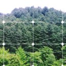 잣나무 향기 펜션 이미지