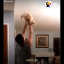 나는댕댕이다 이미지