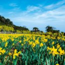 거제-남부-남부-비상-21 | 거제 공곶이 수선화 3월 피나요?피는시기 가는길 현재 개화상황 총정리