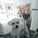 모모펫그루머 이미지