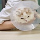 뚱보 고양이 | 인천산곡동고양이미용 &lt;뚱보 고양이&gt; 방문 후기
