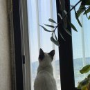 샴수리 네이버블로그