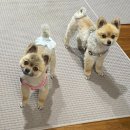 꽃길만 걷게 해줄'개' 이미지