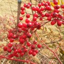 순천 연리지 한옥 이미지