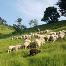 정선목장 이미지