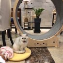 꼬양이 놀이터 티스토리