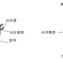 진행성 망막 위축(Progressive Retinal Atrophy) 이미지