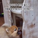 바이탈펫 카밍사운드 설채현수의사 추천, 반려견 똘이 여행 필수템 후기, 분리불안완화