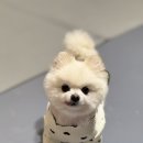 딩동댕 애견 카페 이미지