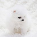 놀러와캣독 | 캣독에서 강아지입양 가능해요!