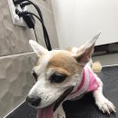 대치수동물병원 이미지