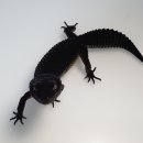 인터렙타일 이미지