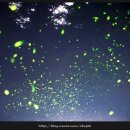 다슬기 반딧불이 이미지