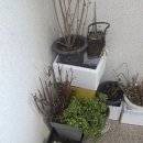 그린텍 | 친환경복합비료 사용 후기 | 집에서 식물 키우기 겨울 관리 방법