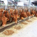 횡성한우 이미지