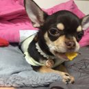 밤시(BAMSI) 이미지