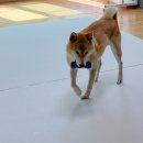 펫 노리터 이미지