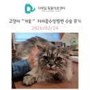 행복한동물병원 | 광명 동물병원) 고양이 "겨울" 치아흡수성병변 발치 수술 후기