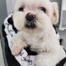 다듬, 강아지미용실 이미지