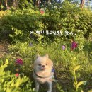 박승철 안산 고잔 미용실 은서쌤 염색 후기｜요즘 인기 많은 블랙커런트 컬러