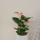 그리니보울 이미지