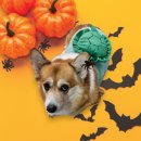 행복한요나네 이미지