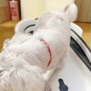 쁘띠하개 이미지