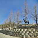 덕소 승마클럽 이미지