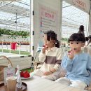 소원농장 | 예산딸기체험 딸기농장 예산어린이체험 오늘도딸기[내돈내산]